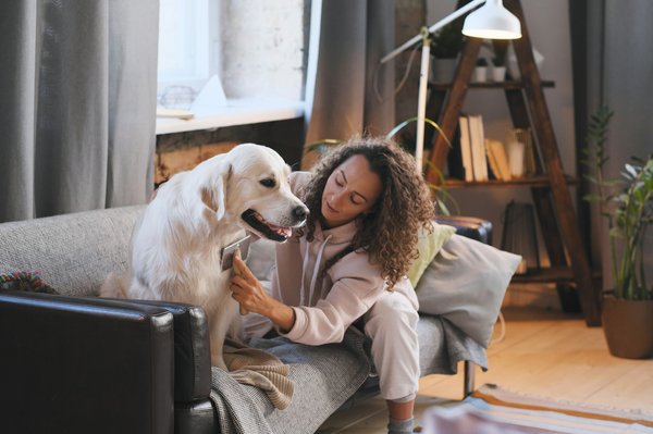 Déménager avec un animal : astuces et conseils essentiels